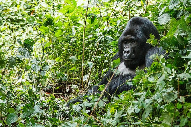 3-Day Gorillas trekking and Batwa Experience - The Batwa and village experience