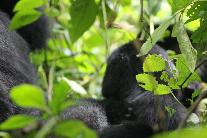 3-Day Gorillas trekking and Batwa Experience - Lodging, meals, and comfort on the road