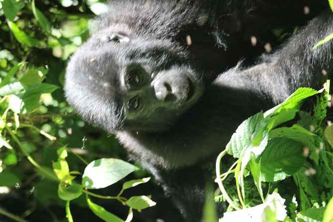 3-Day Gorillas trekking and Batwa Experience - How private travel changes the trip