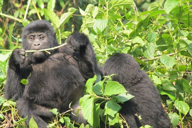 3 Day Kalinzu Chimp Trek and Uganda Gorilla Tour - Day one: Kigali to Queen Elizabeth National Park