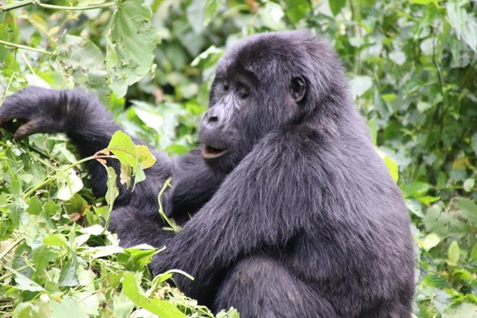 3 Day Kalinzu Chimp Trek and Uganda Gorilla Tour - Returning to Kigali through Cyanika