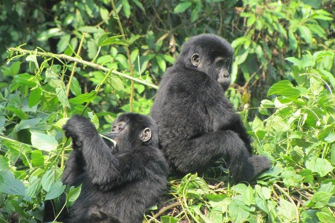 3 Day Kalinzu Chimp Trek and Uganda Gorilla Tour - What the $2,475 price really covers