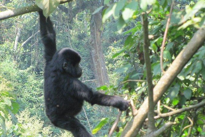 3 Day Kalinzu Chimp Trek and Uganda Gorilla Tour - The guide and the small-group advantage