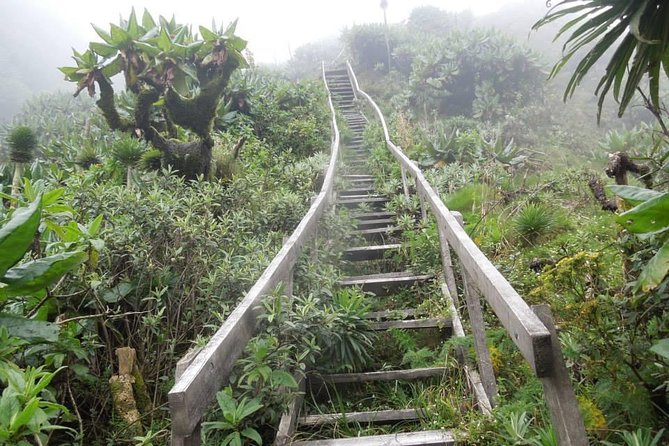 3 Day Kalinzu Chimp Trek and Uganda Gorilla Tour - Fitness, timing, and what to pack