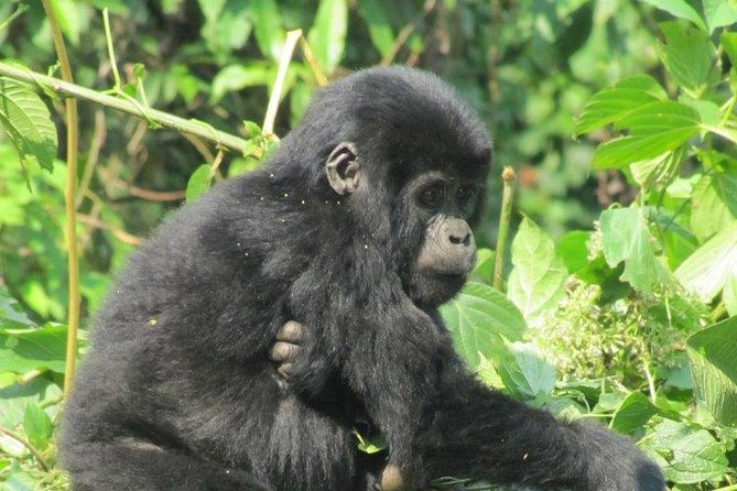3 Day Kalinzu Chimp Trek and Uganda Gorilla Tour - Who should book this three-day route