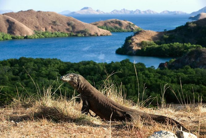 3-Day Komodo National Park Tour: Komodo Island and Rinca Island Trek - Key points to know before you book