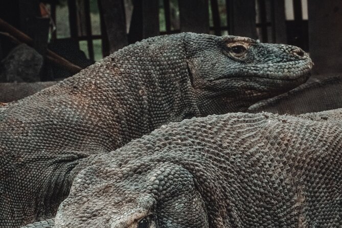 3-Day Komodo National Park Tour: Komodo Island and Rinca Island Trek - Day one: Rinca Island and the first dragon trek
