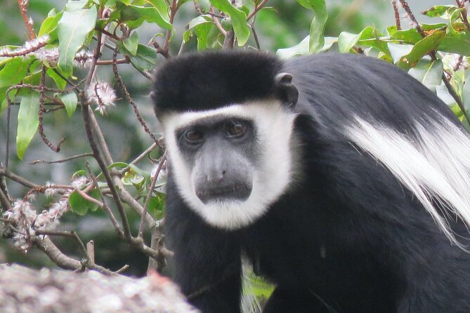 3 -Day Private Gorilla Trekking Safari in Bwindi Forest - Bakiga Lodge and the value of a mid-range base