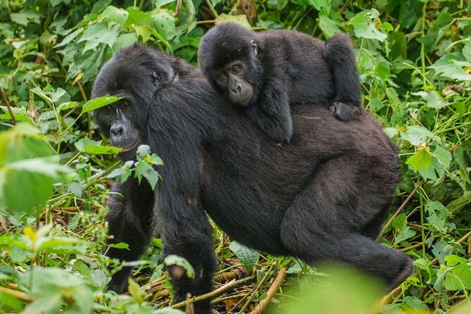 3-Day Private Guided Gorilla Trekking In Uganda - Why Bwindi makes this short trip worthwhile