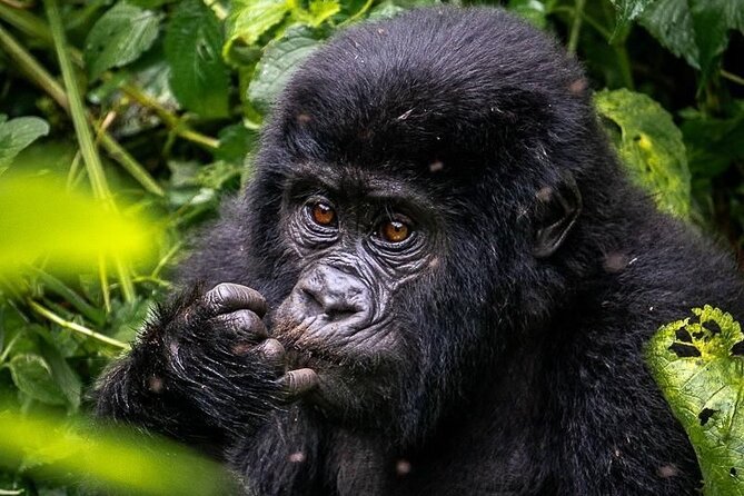 3-Day Private Guided Gorilla Trekking In Uganda - The Batwa visit and the human story of conservation
