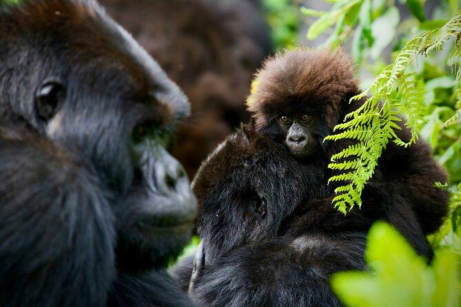 3-Day Private Guided Gorilla Trekking In Uganda - Day 3: Returning to Kampala, Entebbe, or Kigali