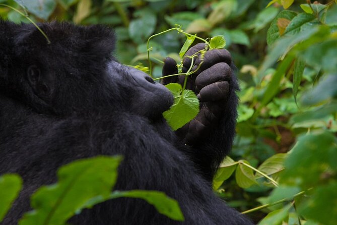 3-Day Private Guided Gorilla Trekking In Uganda - Cost, permits, and what you receive