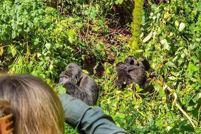 3-Day Private Guided Gorilla Trekking Uganda and Batwa Experience - Day one: the long road to Bwindi