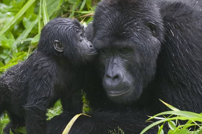 3-Day Private Guided Gorilla Trekking Uganda and Batwa Experience - Who should book this three-day safari?