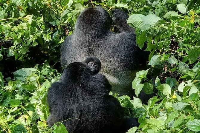 3-Day Private Guided Gorilla Trekking Uganda and Batwa Experience - Day two: meeting a gorilla family in the forest