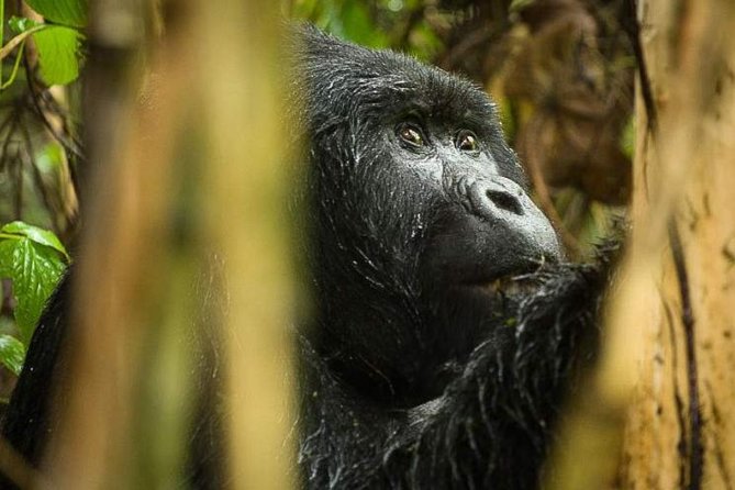 3-Day Tour to Uganda - Gorilla Trekking Bwindi Forest - Day 2: Trekking through Bwindi Impenetrable National Park