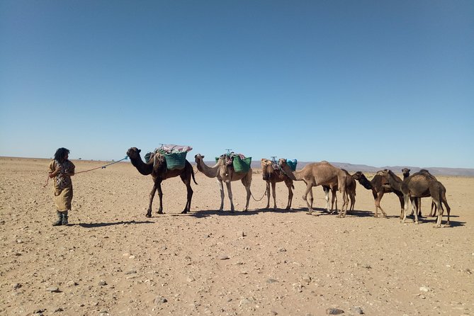 3-day trek - In the shade of palm trees - Day one: MHamid, palms, and Marabout Sidi Naji
