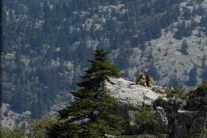 3-Day Trekking from Chefchaouen – Rif Mountains Adventure - What the guides add to the experience