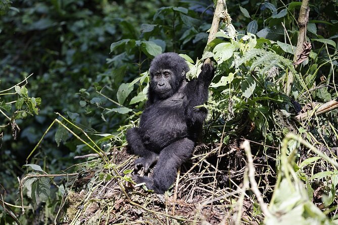 3 Day Uganda Gorilla Trekking and Batwa Pygmies Experience - Who should book this express gorilla trip?