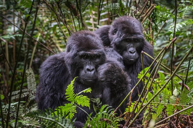 3-Day Uganda Gorilla Trekking Safari - Why three days can work for a gorilla safari