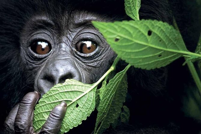 3-Day Uganda Gorilla Trekking Safari - Day three: returning to Entebbe