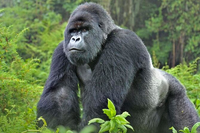 3-Day Uganda Gorilla Trekking Safari - Transport, group size, and daily comfort