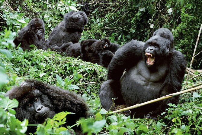 3-Day Uganda Gorilla Trekking Safari - How the price compares with the effort