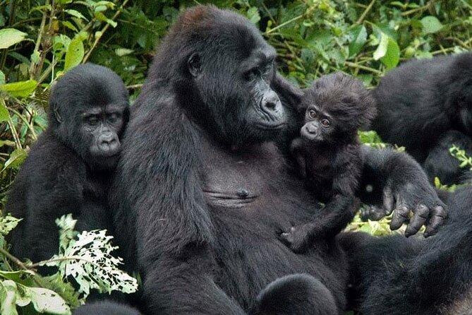 3-Day Uganda Gorilla Trekking Safari - Day one: the long road to Bwindi