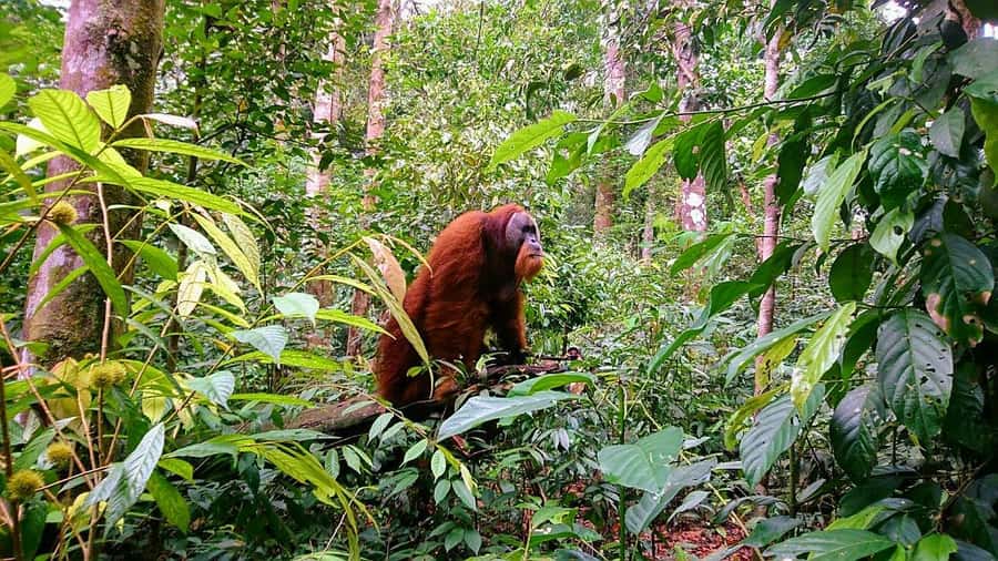 3 Days 2 Nights Orangutan Trek Bukit Lawang - Walking beyond Bukit Lawang into Gunung Leuser