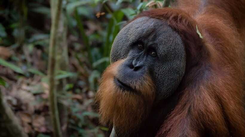 3 Days 2 Nights Orangutan Trek Bukit Lawang - Day 2: an optional forest walk and the river ride home