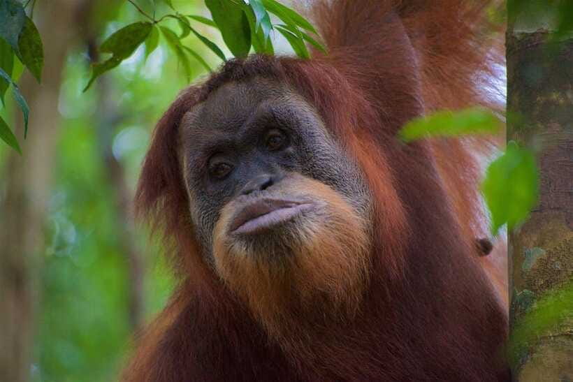 3 Days 2 Nights Orangutan Trek Bukit Lawang - Who should book this trek