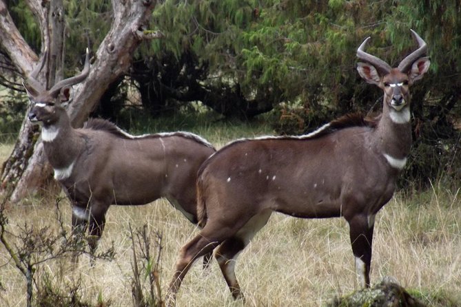 3 Days Bale Mountains Trekking - Why Bale Mountains Deserve Three Days