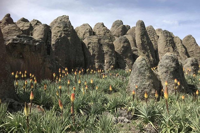 3 Days Bale Mountains Trekking - Day Three: A Short Final Walk and Flight Back
