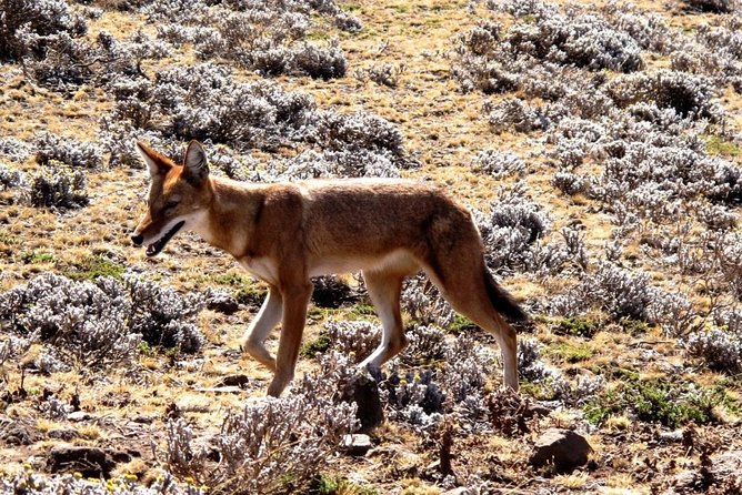 3 Days Bale Mountains Trekking - How the Guide and Group Size Affect the Day