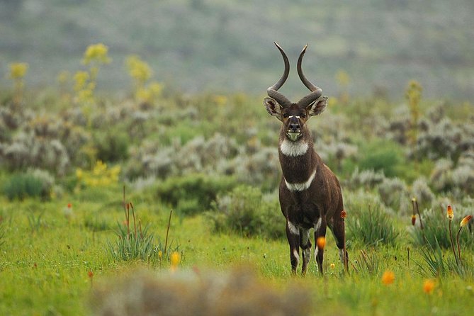 3 Days Bale Mountains Trekking - Fitness, Altitude, and Comfort