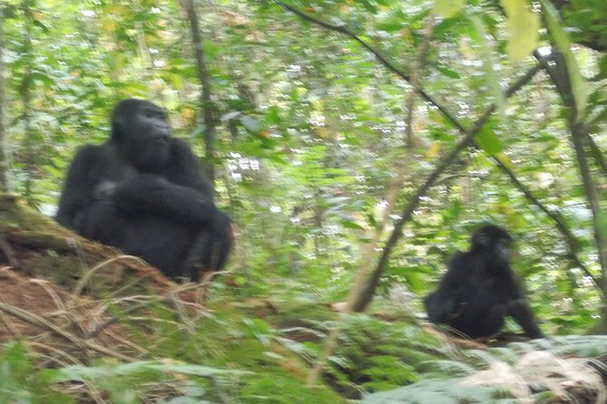 3 Days Bwindi Gorilla Trekking tour - Day 3: Returning through Uganda to Entebbe