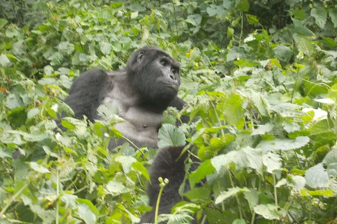 3 Days Bwindi Gorilla Trekking tour - What the private format feels like