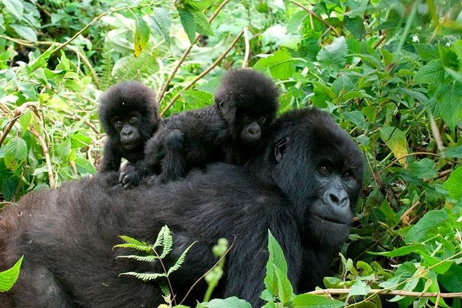 3 Days Bwindi Gorilla Trekking tour - Day 2: Bwindi’s steep forest and the search for gorillas