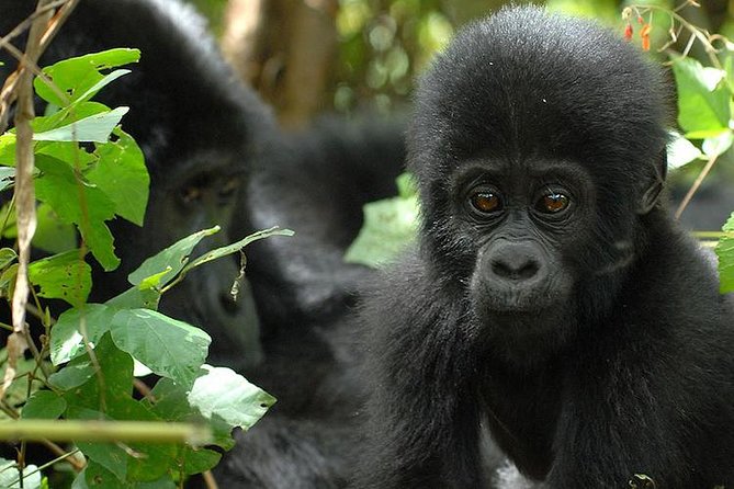 3 Days Gorilla Trekking Expedition Uganda - Day 1: the long road from Entebbe or Kampala