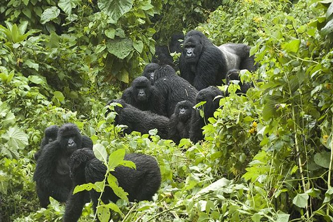 3 days Gorilla Trekking in Bwindi Inpenetrable national Park - Key points before you book