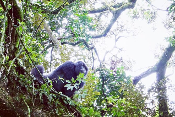 3 Days Gorilla Trekking Safari - Day two is the hardest and most important day