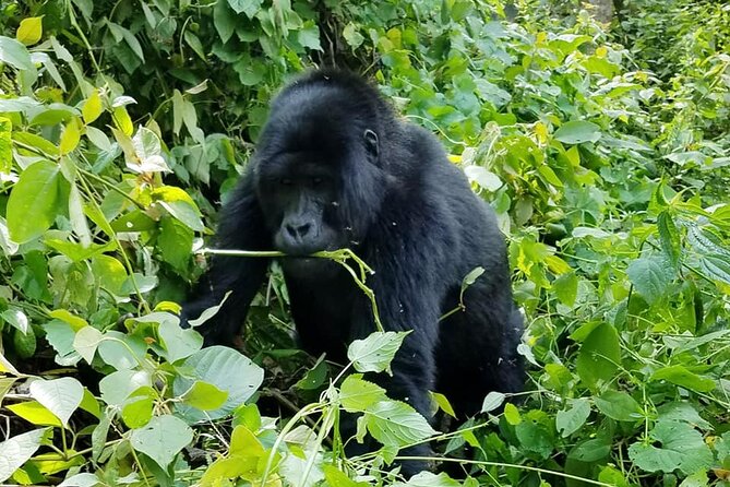 3 Days Gorilla Trekking Safari - Lake Bunyonyi gives you a gentler finish