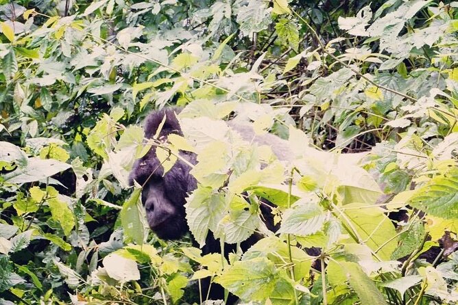 3 Days Gorilla Trekking Safari - Returning through Katuna requires careful timing