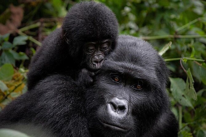3 Days gorilla trekking Safari tour in Uganda - Key points before you book