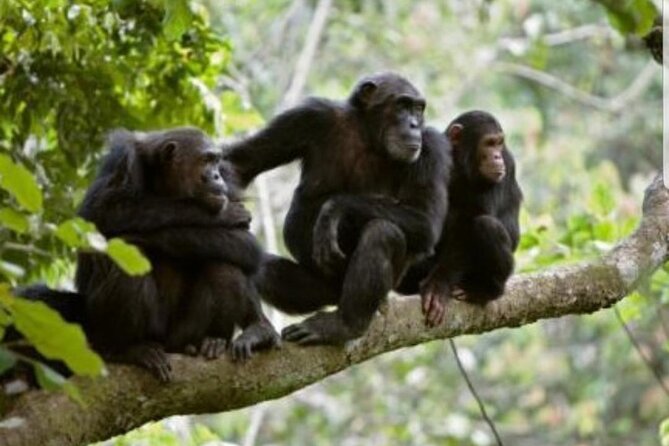 3 Days gorilla trekking Safari tour in Uganda - Day three: the return to Entebbe