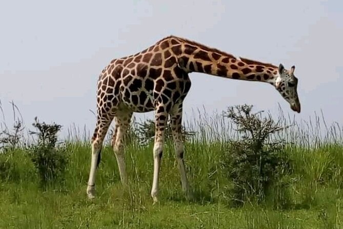 3 Days gorilla trekking Safari tour in Uganda - The practical side of a private safari