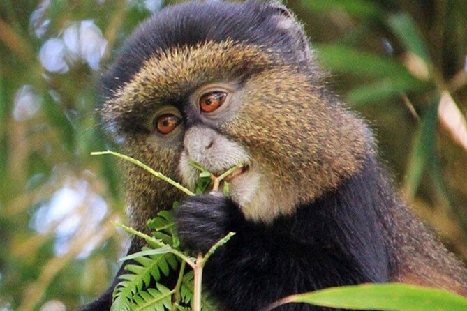 3 Days gorilla trekking Safari tour in Uganda - Who should book this three-day Uganda trip?