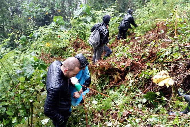 3 Days Gorilla trekking Safari Uganda, Bwindi Impenetrable Forest - Why Bwindi makes this a serious safari