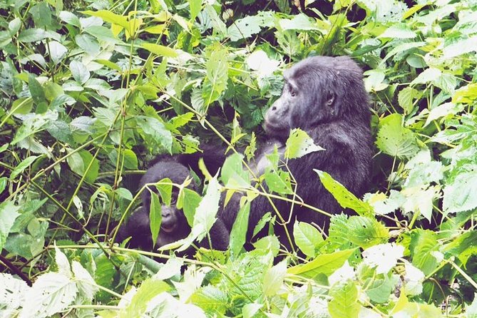 3 Days Gorilla Trekking Safari - Day one combines Kigali, volcanic views, and a border crossing