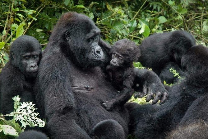 3 Days Gorilla trekking tour - The real shape of this 3-day Uganda safari